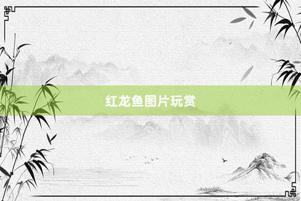 红龙鱼图片玩赏