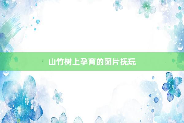 山竹树上孕育的图片抚玩